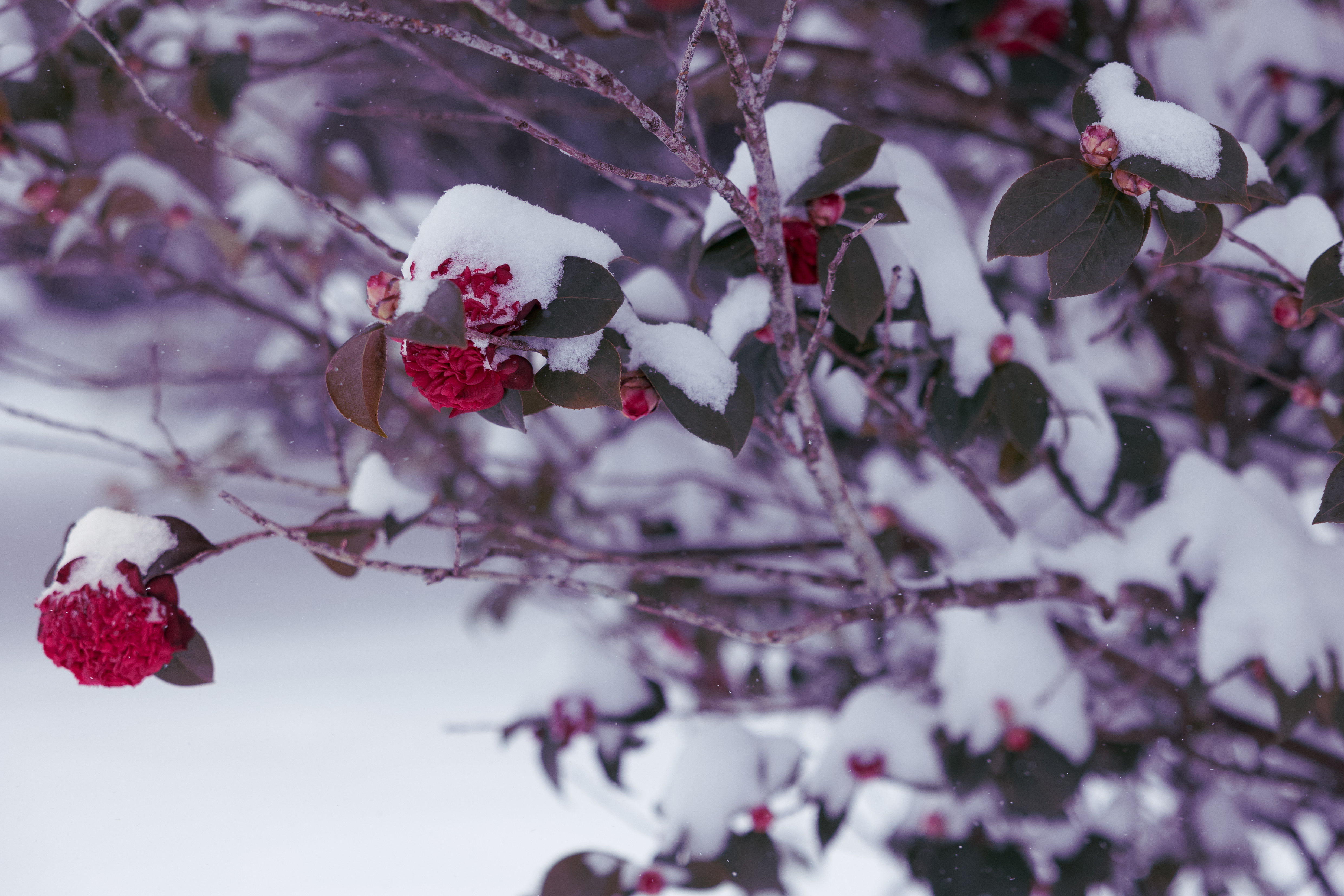 The LSU AgCenter offers tips to protect your home and plants during freezing temperatures 